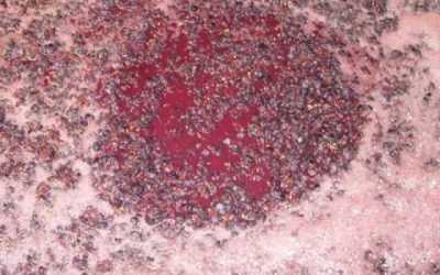 9-19-17 Ryan Making Modern Mead – SNAs, Racking, Stabilizing and Aging