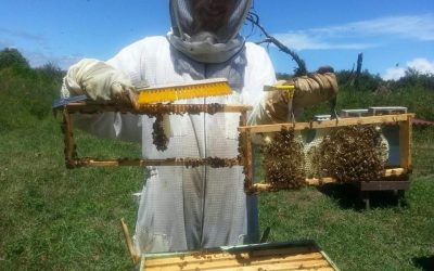 3-1-22 Shawn Darryl Harris – Wao Kele Honey and mead with Hawaiian honey