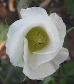 Cotton_flower