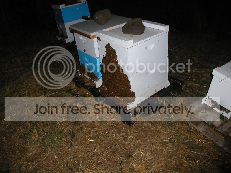 bee.jpg