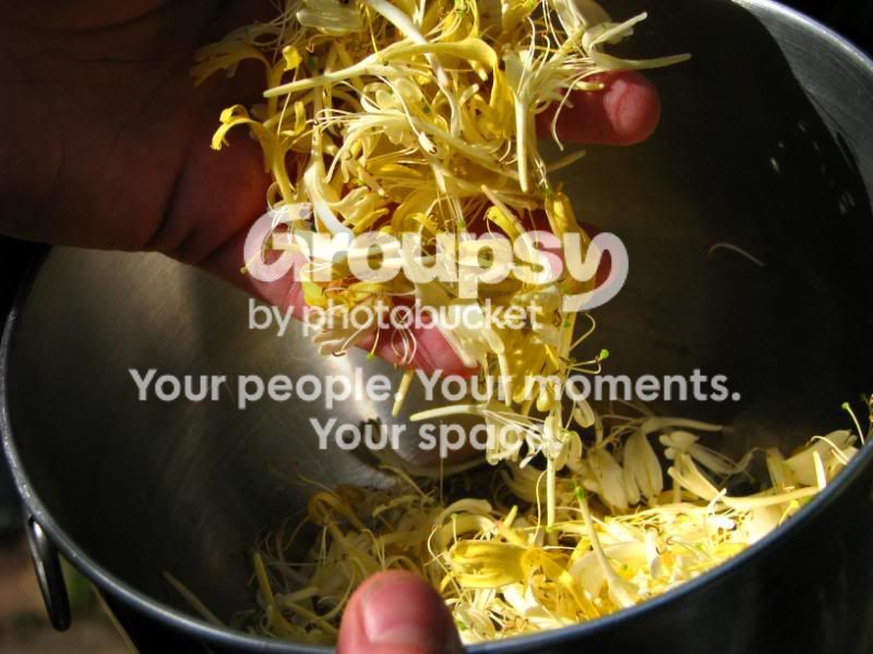 honeysuckle.jpg